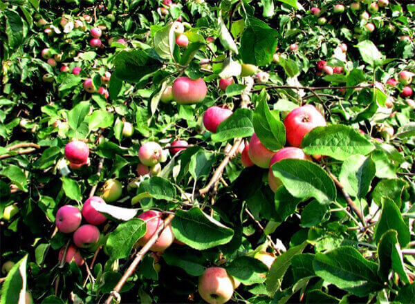 Яблоня белый налив: особенности сорта и ухода