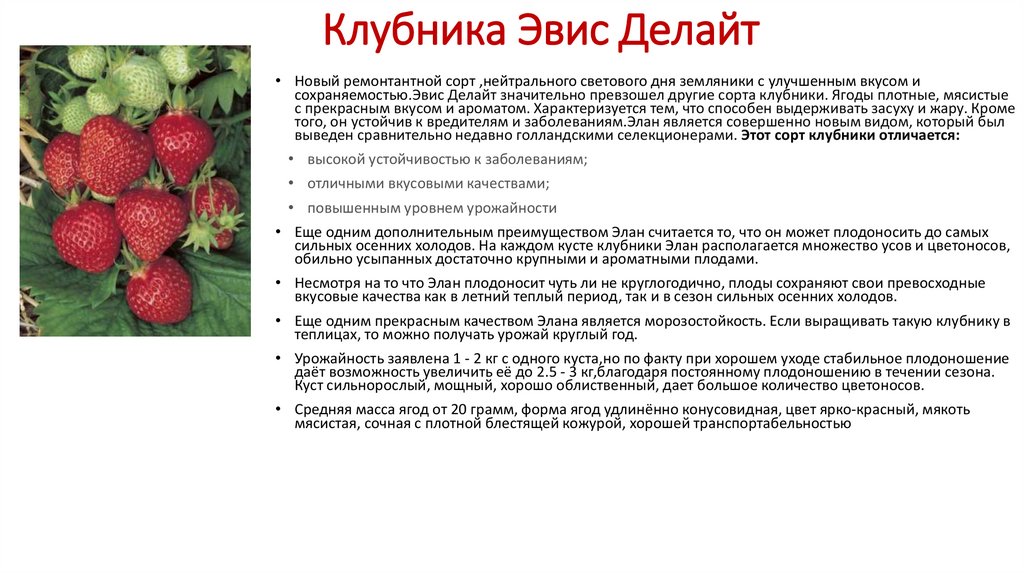 Клубника роксана: описание, выращивание и уход