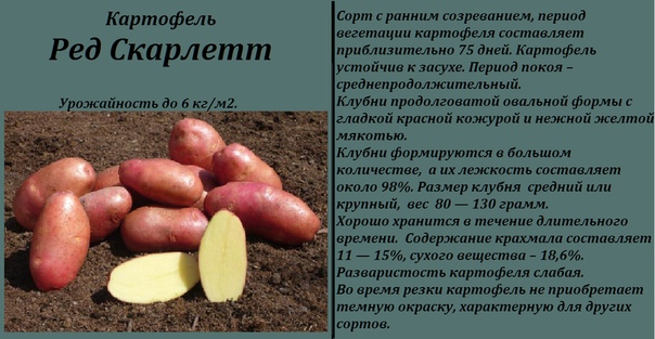 Сорт картофеля ред леди: описание и характеристика, отзывы