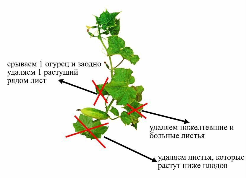 Схема прищипки огурцов в открытом грунте