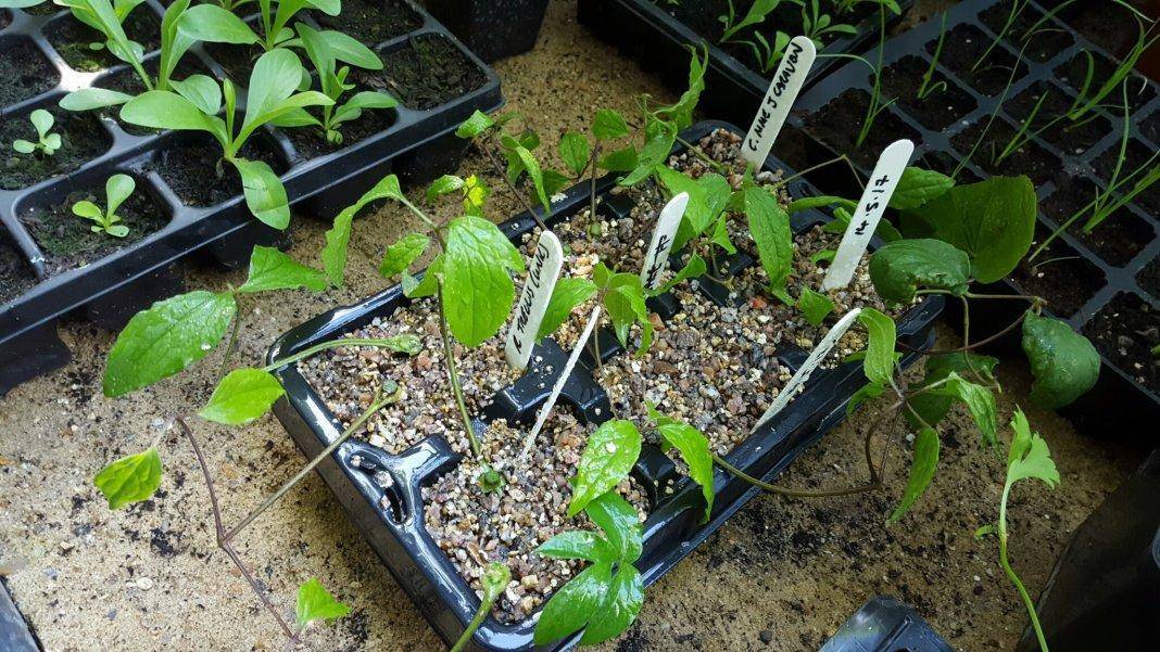 Инструкция: как вырастить клематис из семян в домашних условиях