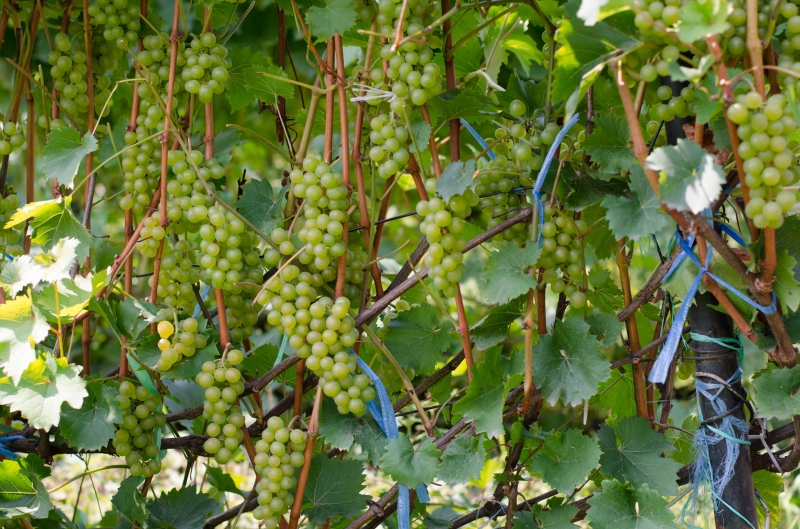Виноград бианка в подмосковье отзывы