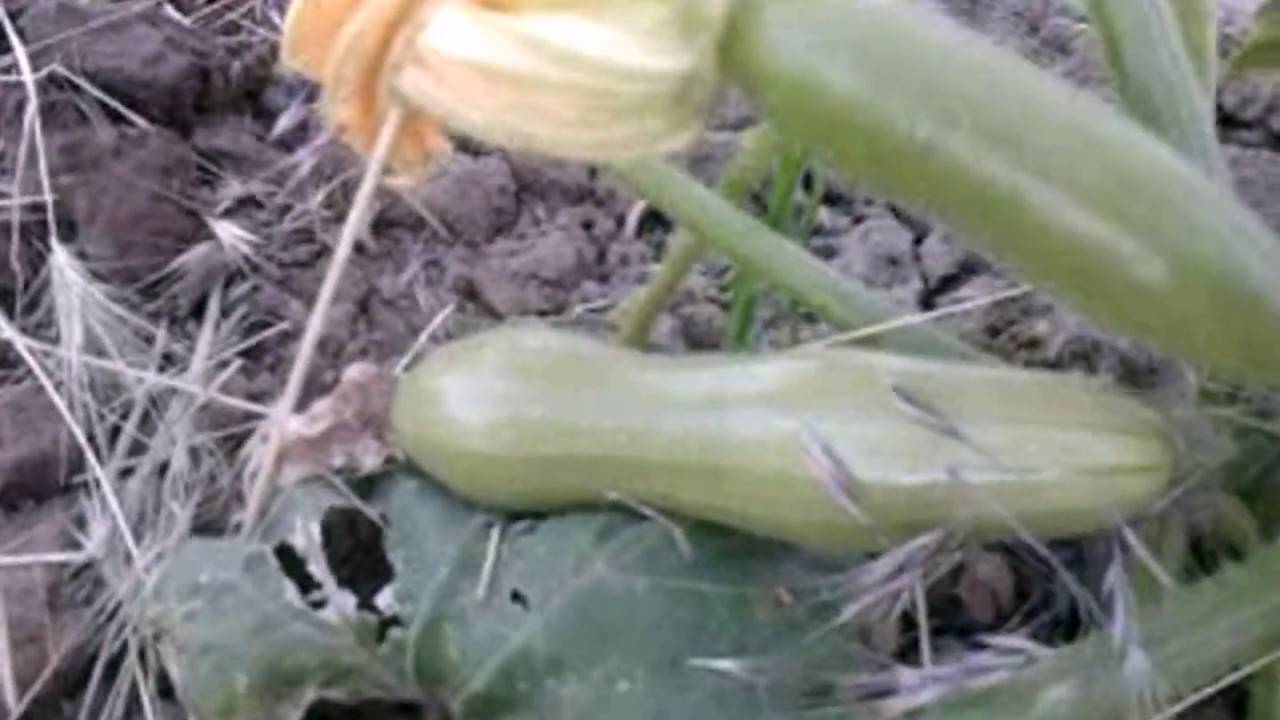 Почему кабачки гниют на грядке и как спасти урожай