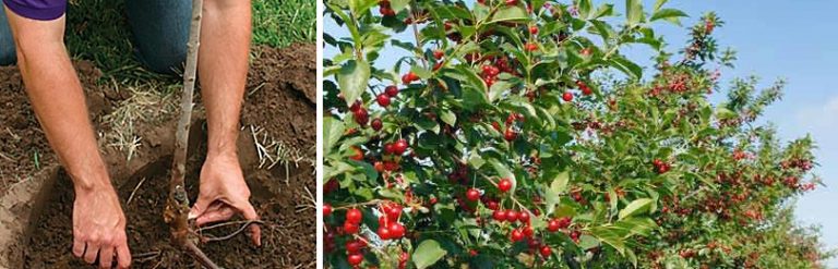 Все о посадке и выращивании черешни – от выбора саженца, до сбора урожая (фото & видео) +отзывы