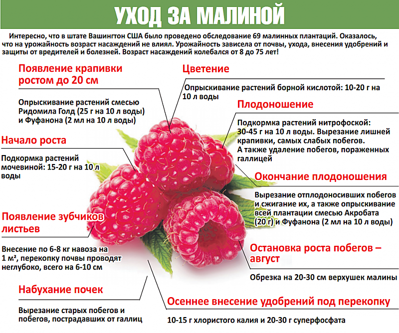 Когда созревает малина: сроки и признаки, как зависит от сорта, когда спеет лесная ягода в россии, время созревания ранней ягоды и сезон сбора урожая
