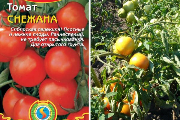 Выращивание томатов – в открытом грунте, от а до я, как правильно ухаживать, советы агронома, видео
