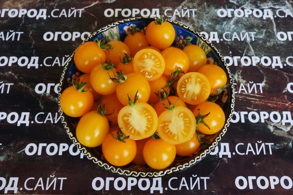 Томат f1 «спрут черри»: описание сорта и особенности выращивания необычного помидора