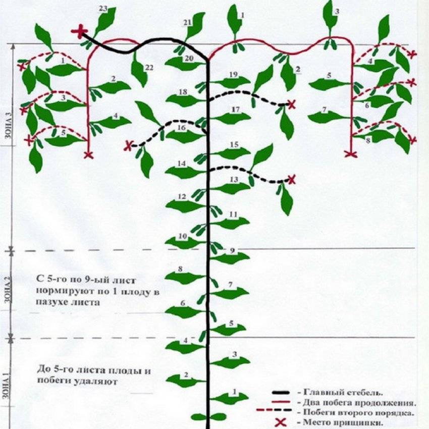 Как прищипывать огурцы - инструкция по пикировке для формирования куста и богатого урожая