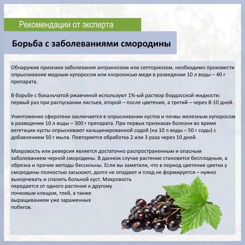 Болезни смородины: белый налет на листьях. как лечить заболевание, профилактика белого налёта на смородине: советы