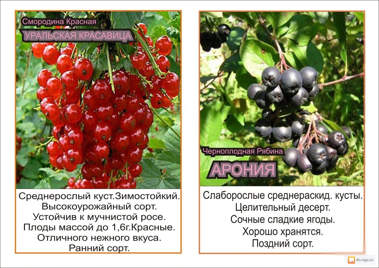 Гибридный ранний сорт красной смородины сахарная: описание и внешний вид сорта, опылители, фото, отзывы садоводов