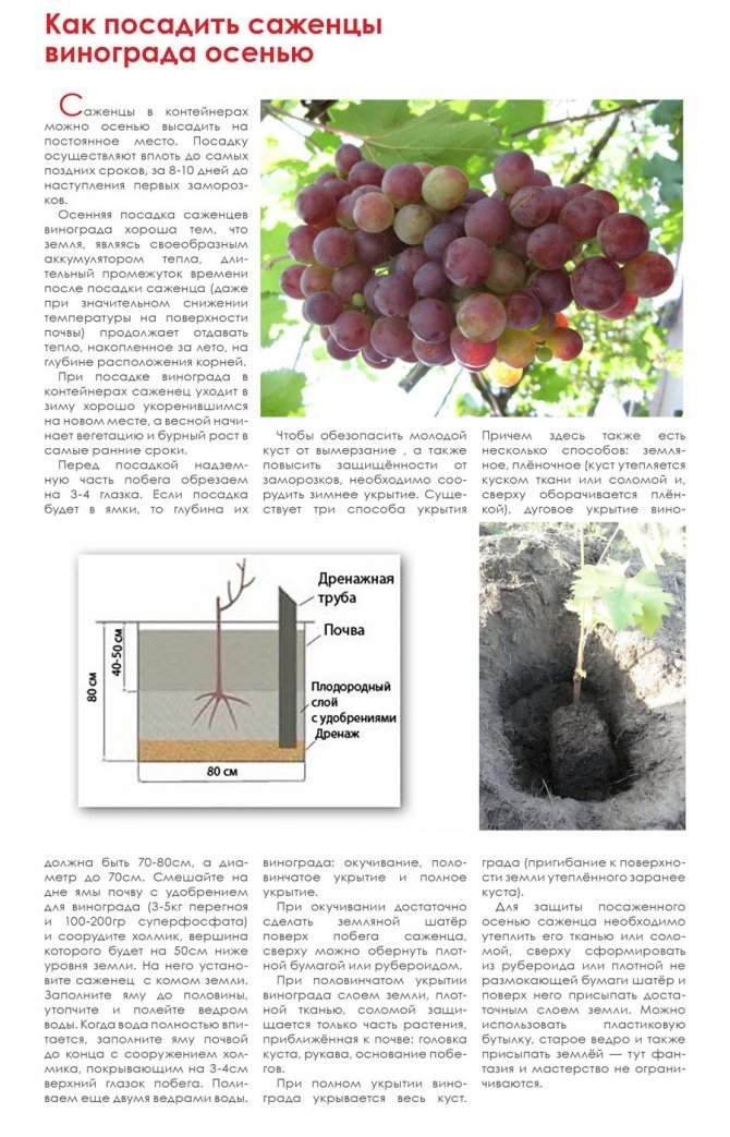 Посадка винограда картинки