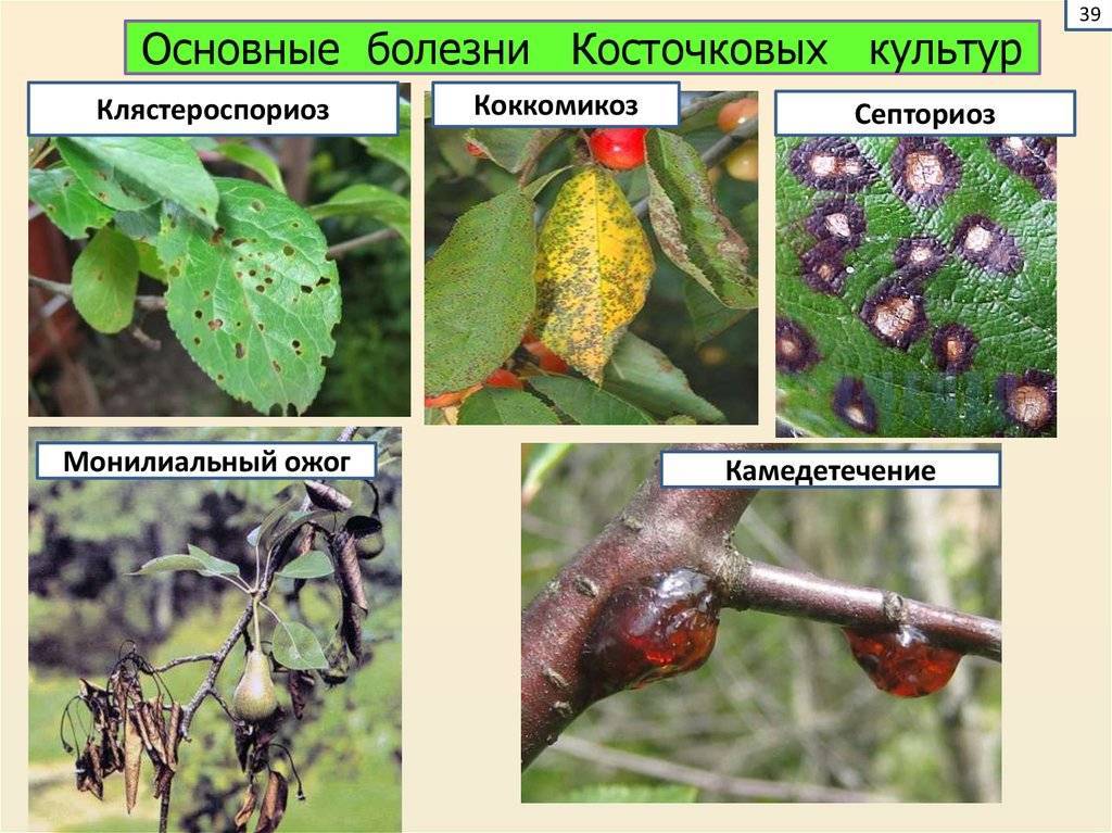 Схема обработки вишни от монилиоза