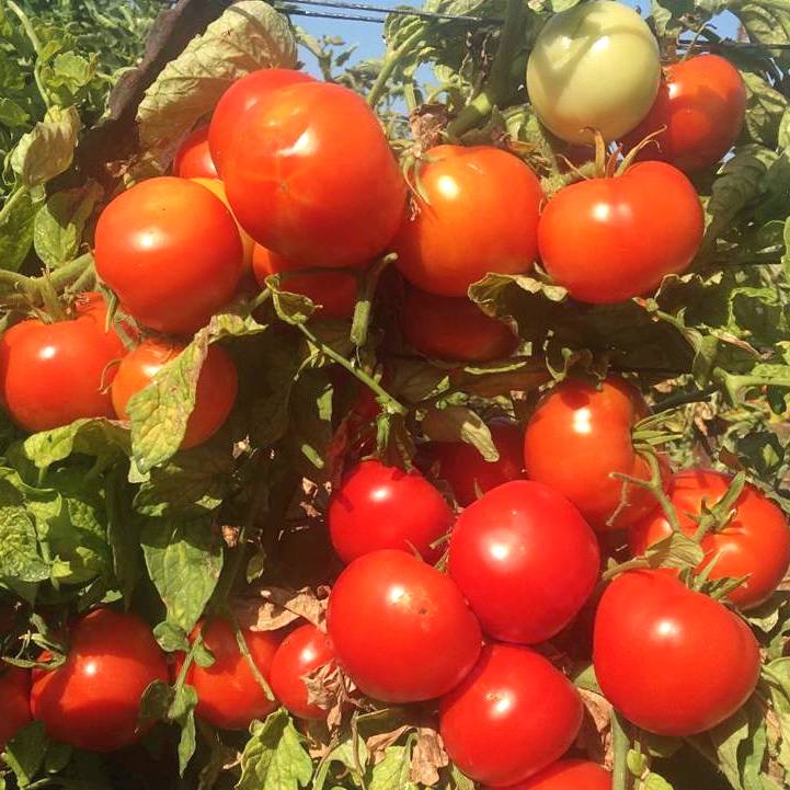 Томат "союз 8" f1: описание и характеристики гибридных помидоров
