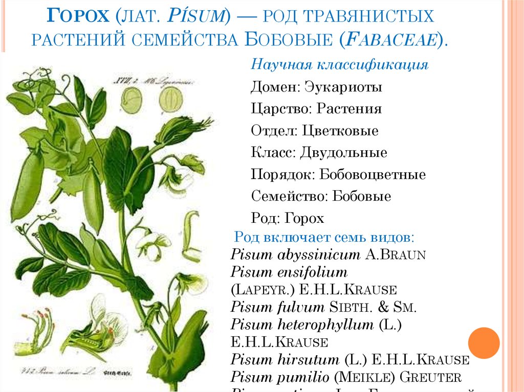 Горох овощной сладкий - описание, сорта, выращивание