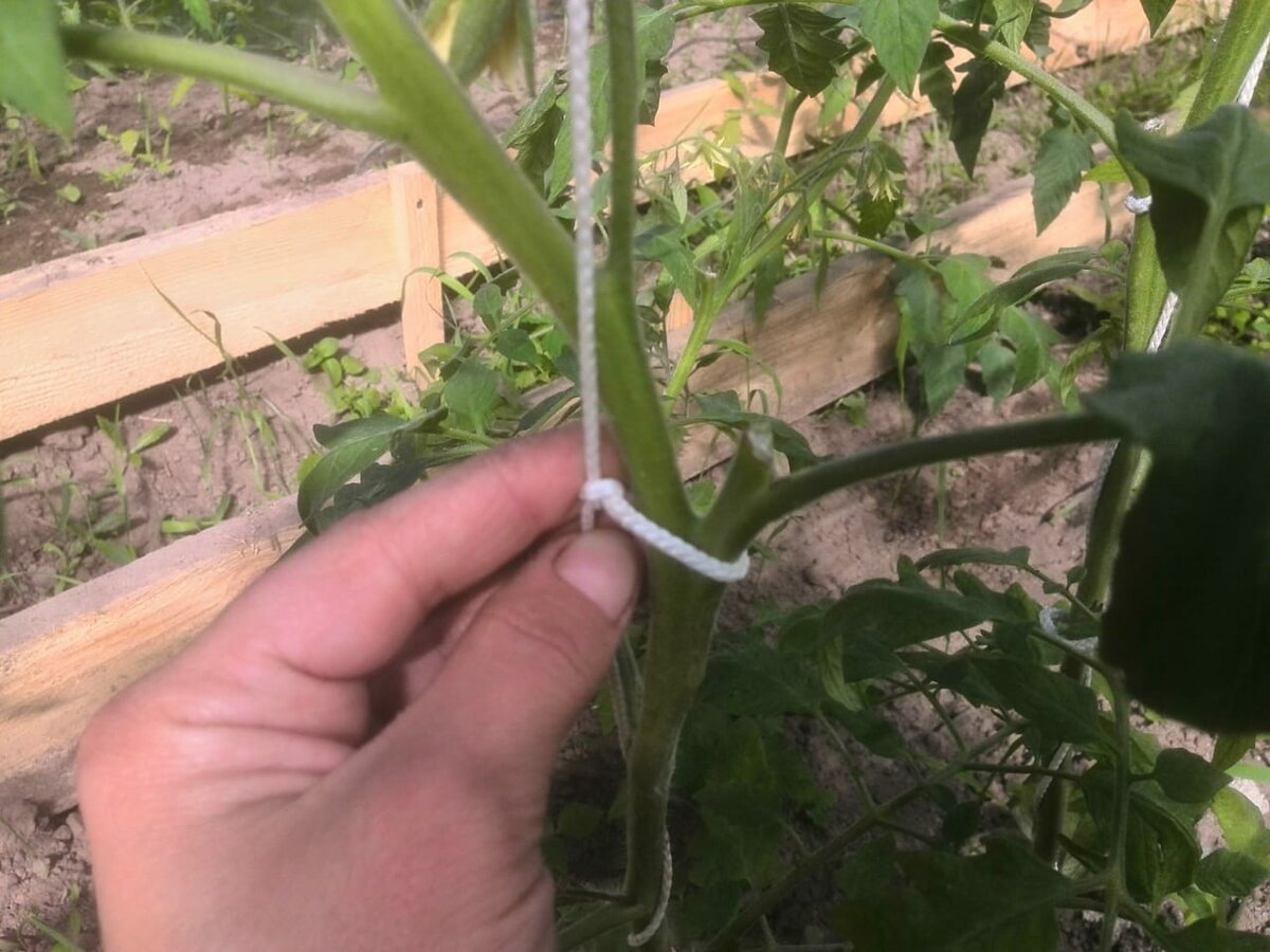 Как подвязывать помидоры в теплице правильно > пошаговое видео + фото
