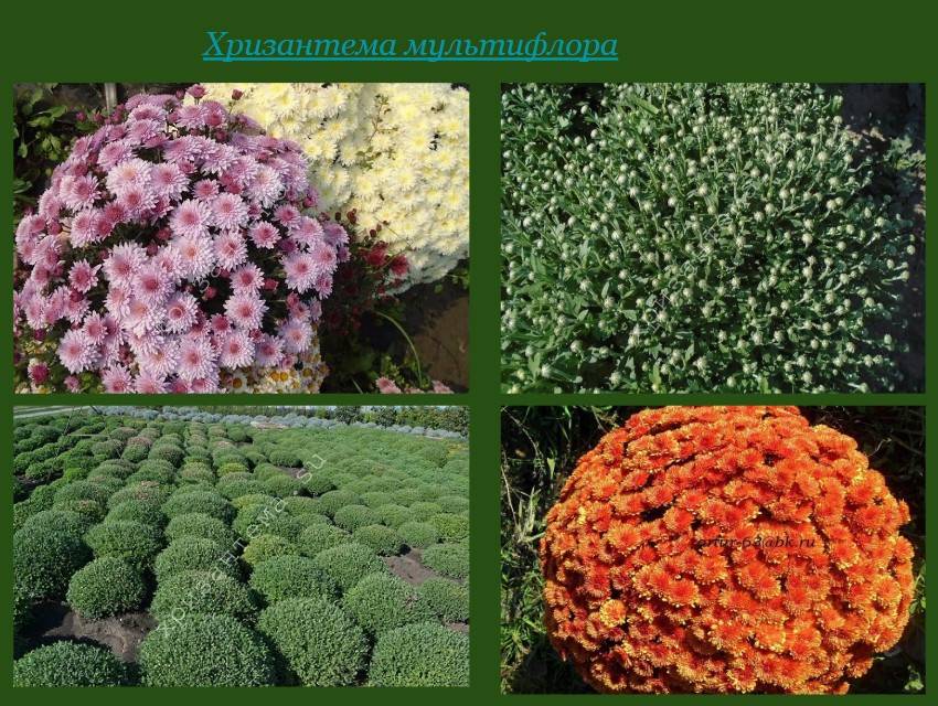 Правила посадки и ухода за хризантемой мультифлора и топ-9 красивых сортов