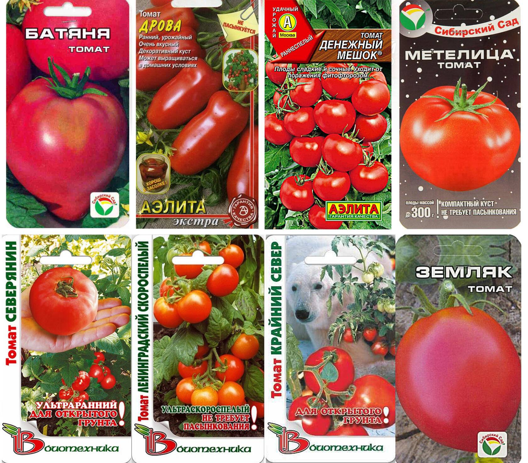 Подскажите сорта томатов, устойчивых к фитофторе