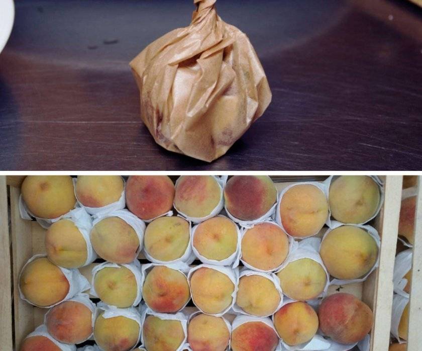 Как выбирать и хранить абрикосы: 10 шагов