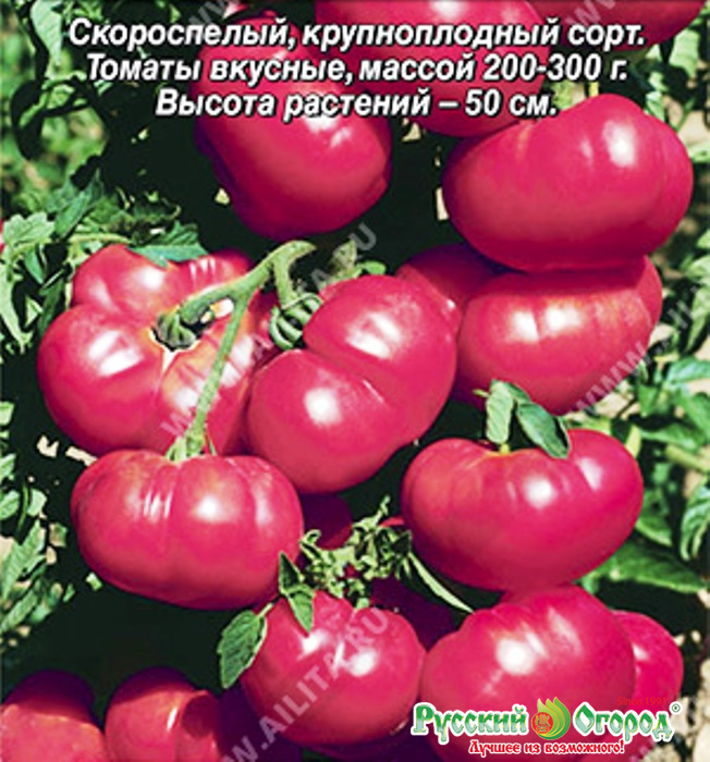 Томат малиновая рапсодия: характеристика и описание сорта, отзывы об урожайности, фото помидоров
