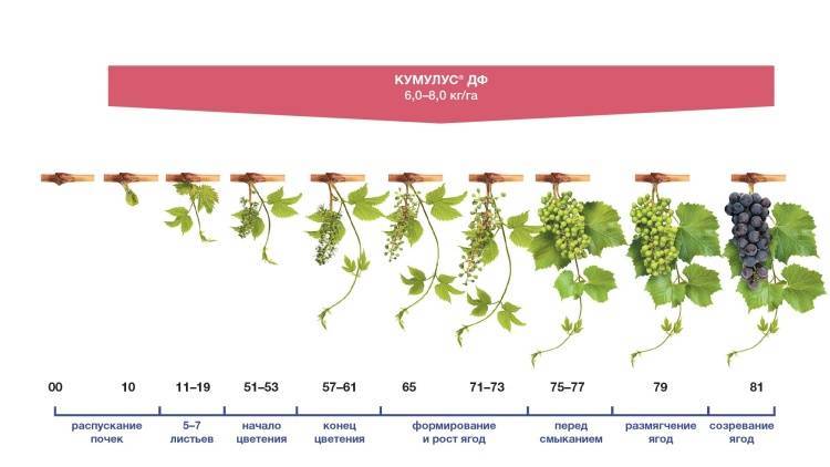 Фунгицид «скор»: как применять (инструкция), аналоги, отзывы
