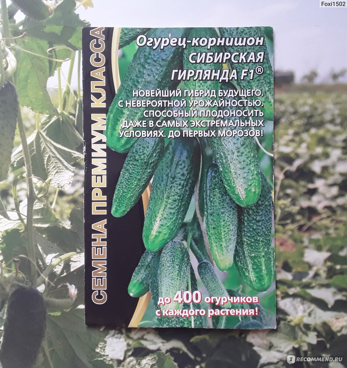Огурцы сибирская гирлянда f1: как выращивать в теплице, описание сорта, фото + отзывы