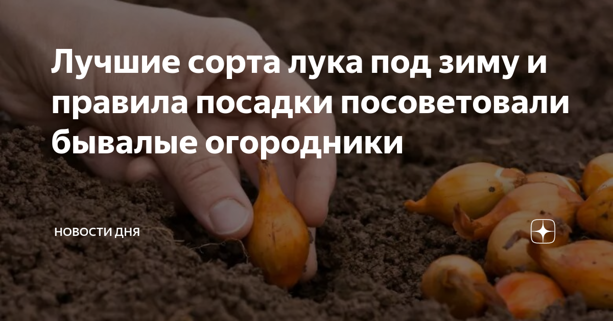 Выращивание репчатого лука в россии и за ее пределами