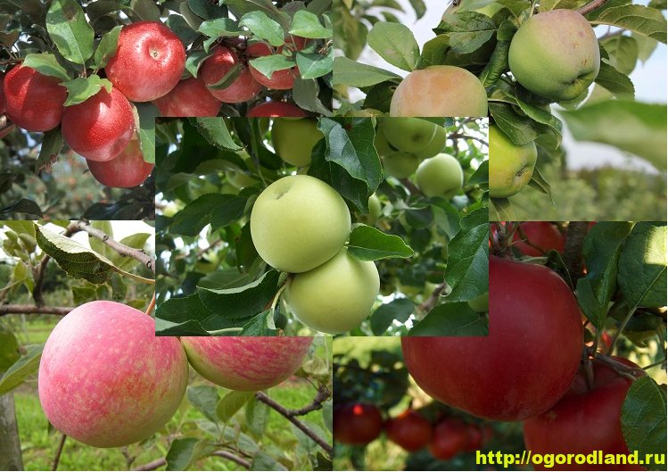 Яблоня солнышко: описание сорта, посадка и уход, размножение, отзывы с фото