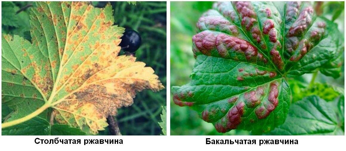Ржавчина на смородине: как бороться с бокальчатой и столбчатой разновидностью, что делать, если появились оранжевые пятна на листьях и ветках