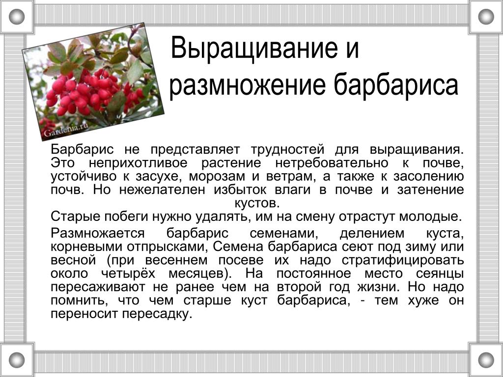 Размножение барбариса черенками весной - дневник садовода flowers-republic.ru