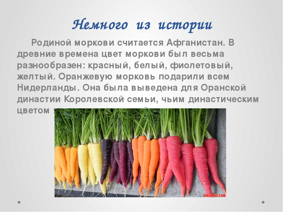 Фиолетовая морковь - характеристика этого сорта с фото
