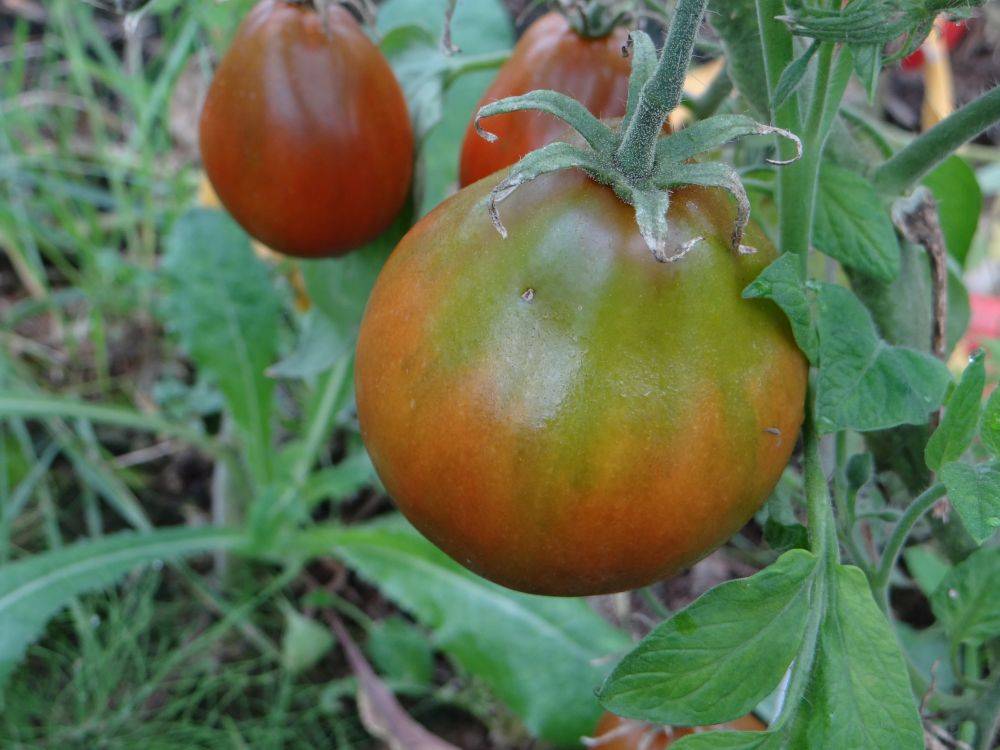 58 лучших сортов черных томатов, характеристики, фото, описание