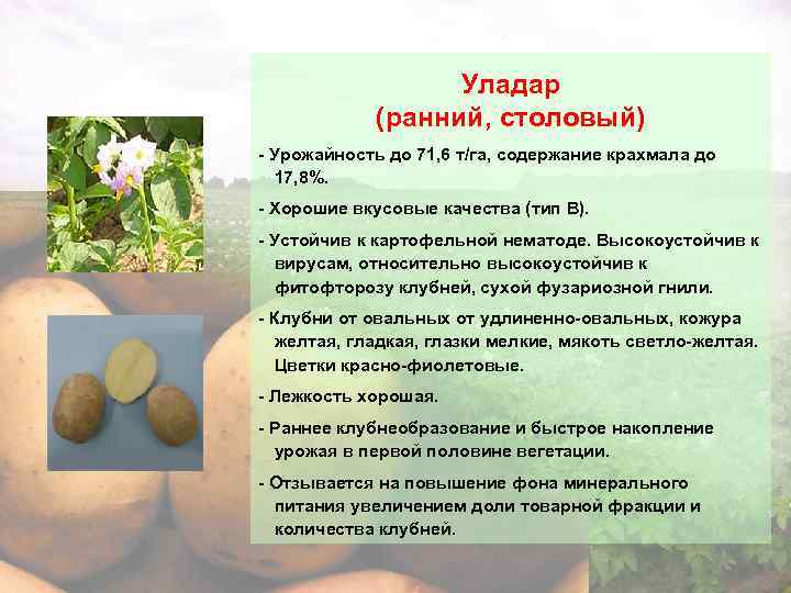 Картофель бриз: описание и характеристика сорта, посадка и уход, отзывы с фото