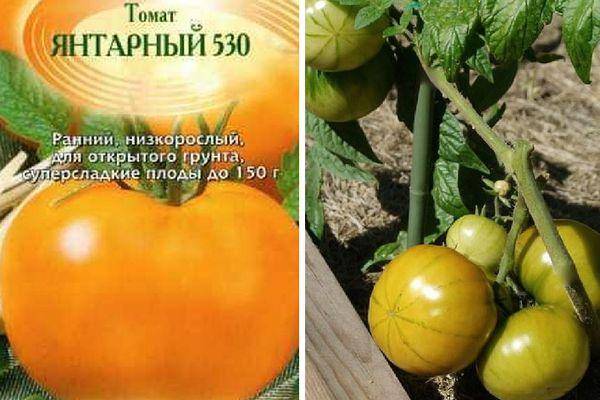 Описание и общая характеристика желтоплодного томата янтарный 530