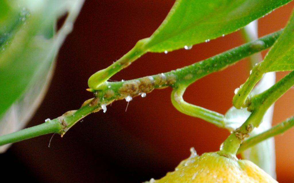 Благоприятные и неблагоприятные условия для роста helicobacter pylori | стимбифид плюс