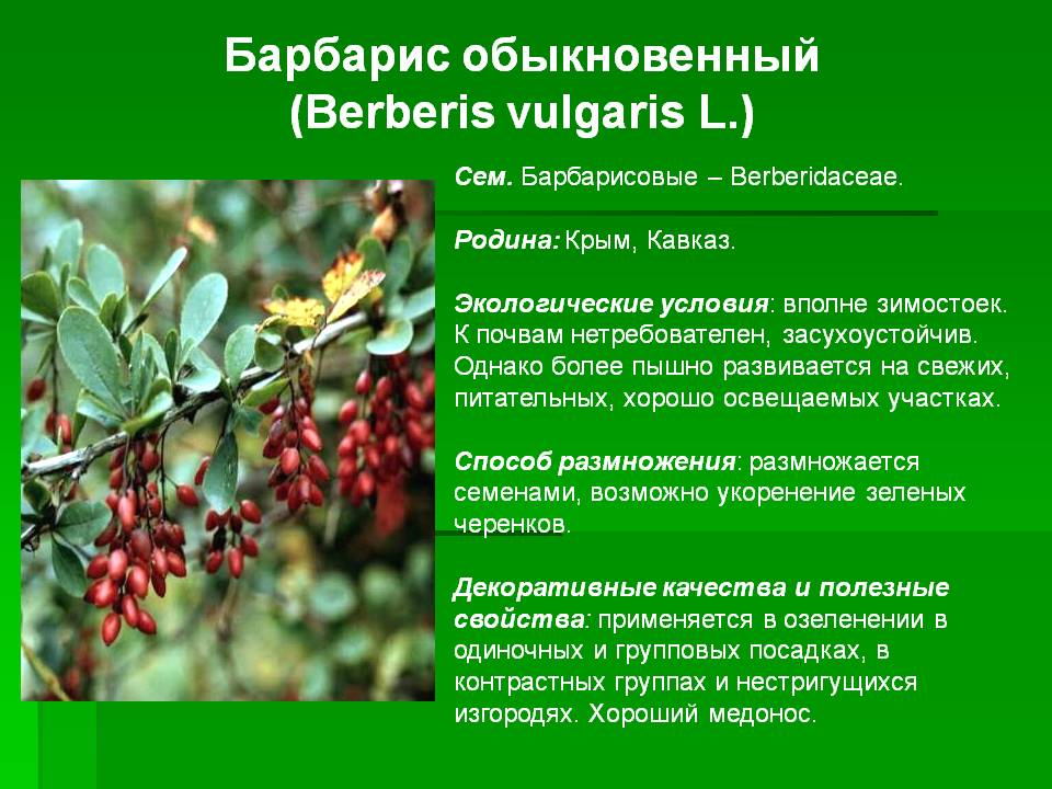 Барбарис: полезные свойства ягод, барбарис плоды