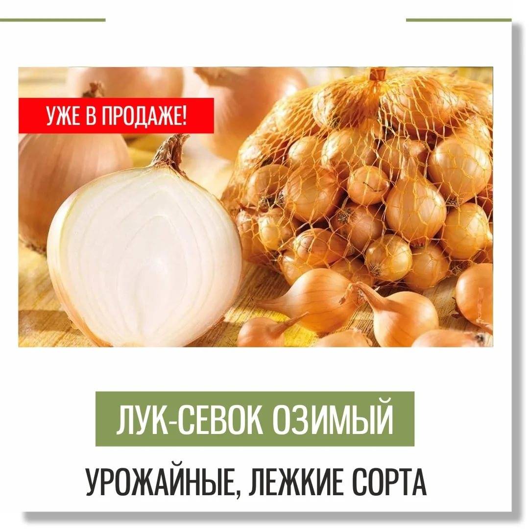 Как правильно сажать под зиму лук-севок стурон: на что нужно обратить внимание
