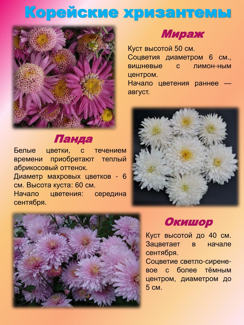 Виды и сорта хризантем: самые популярные, красивые, фото и описание