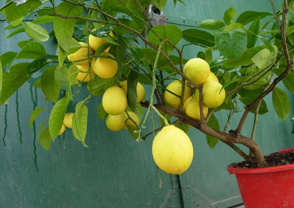 Домашний лимон: уход за цитрусом и сроки получения урожая