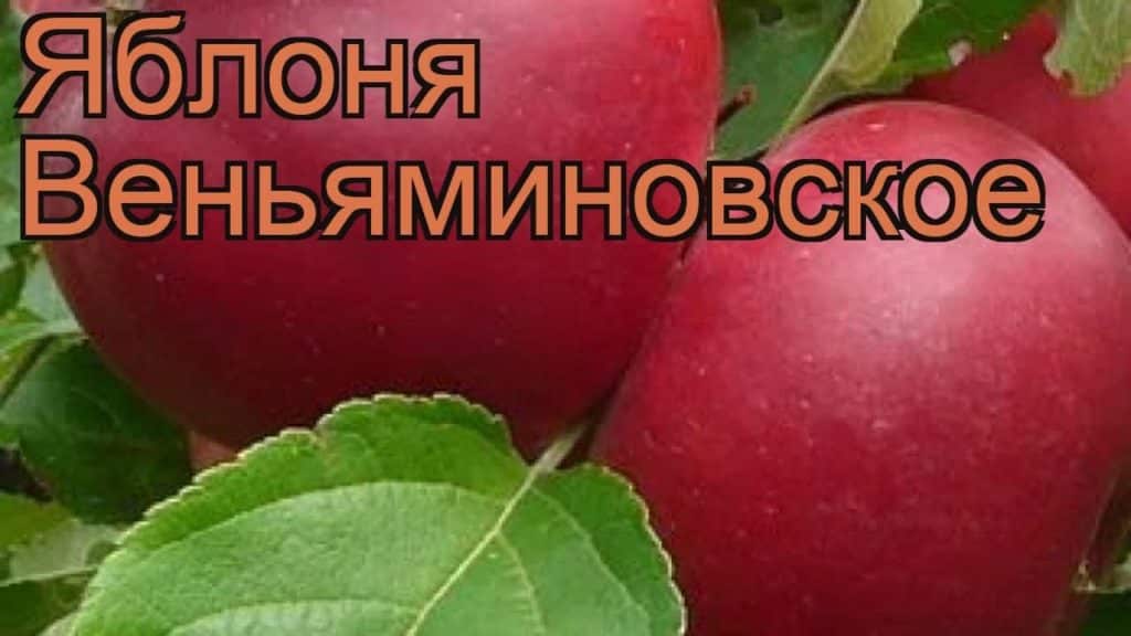 Яблоня веньяминовское: описание сорта, фото, отзывы