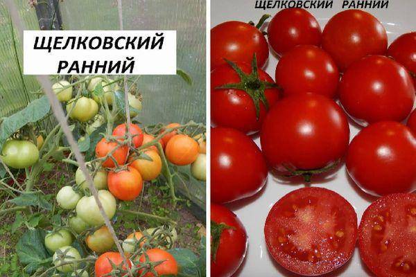 Сорт томата щелковский ранний для начинающих огородников