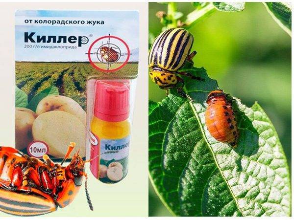 Препарат киллер от колорадского жука: инструкция по применению средства