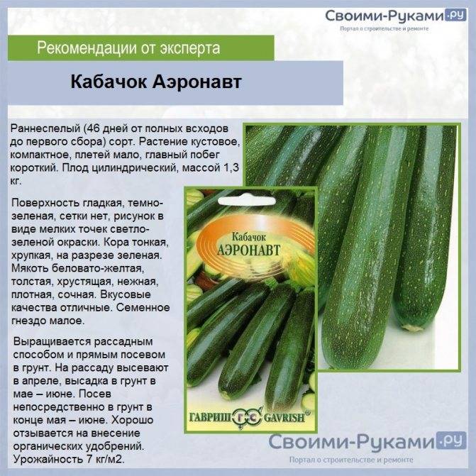 Лучшие сорта кабачков для выращивания на огороде