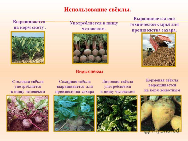 Бизнес план по выращиванию кормовых культур