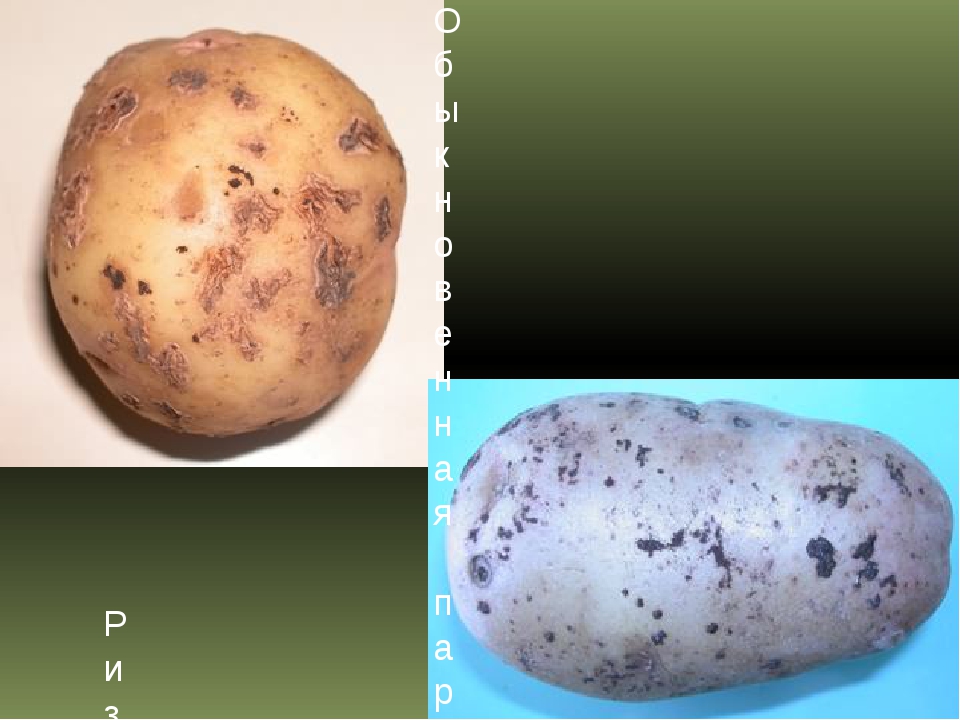 Парша картофеля – как предупредить заболевание, выявить первые признаки и быстро избавиться от этого недуга.