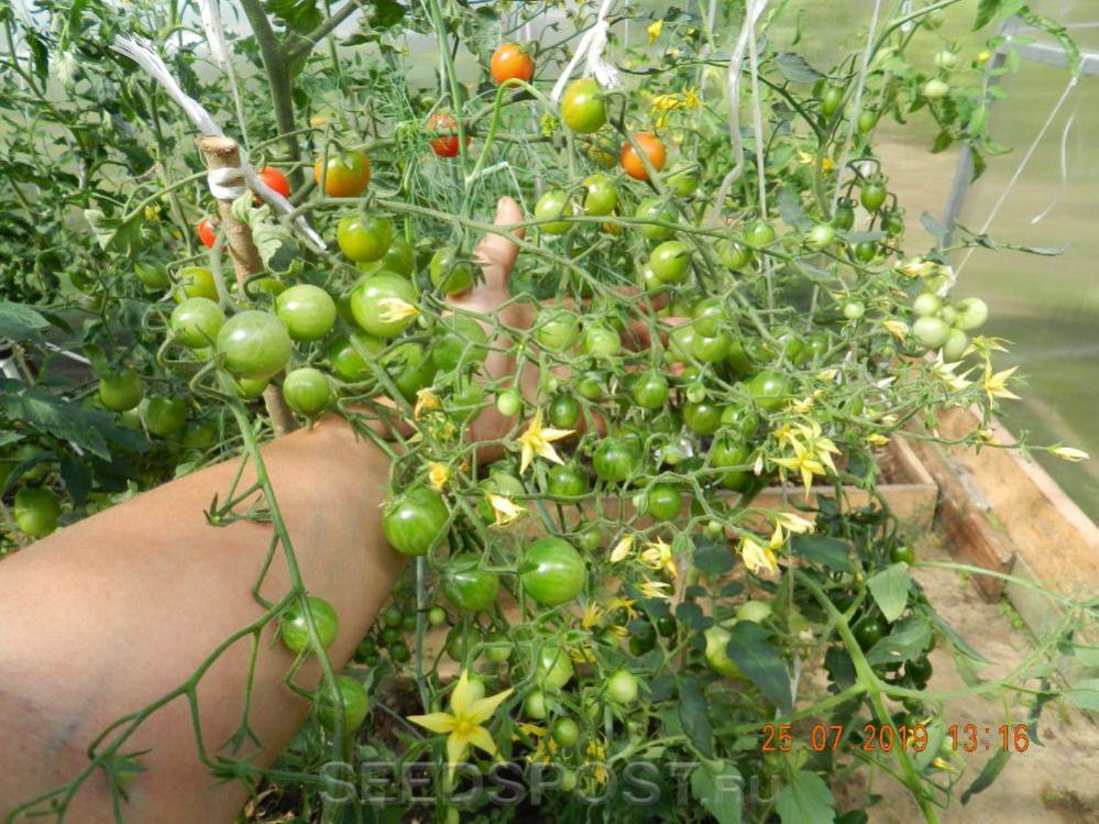 Как вырастить гибрид томата «барбарис» на своем участке и какими положительными качествами он обладает
