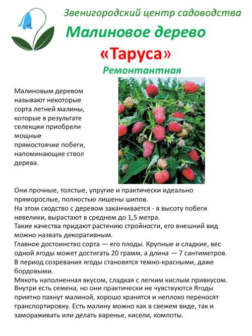 Малина таруса: описание и отзывы садоводов с фото, способы посадки штамбового сорта, а также как размножить малиновое дерево и уход за древовидным кустом