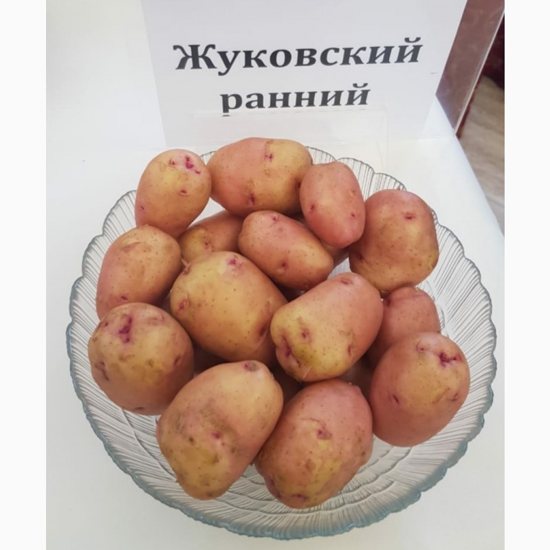 Картошка жуковская фото