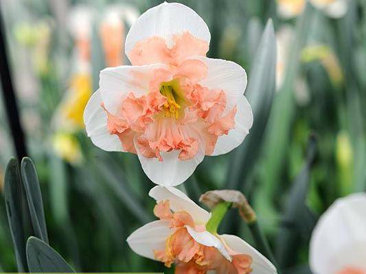 Нарциссы: обзор самых красивых сортов, описание и фото