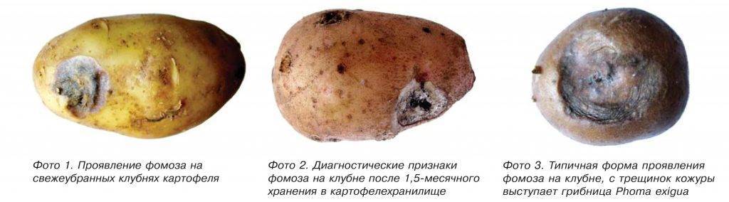 Альтернариоз картофеля