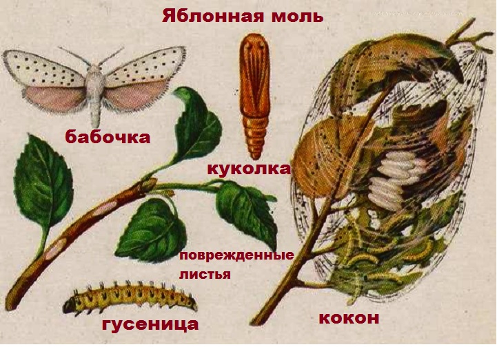 Минирующая моль: яблочная и каштановая